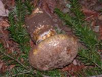 Cortinarius ponderosus image