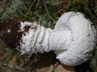 Amanita smithiana image