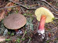 Boletus chrysenteron image