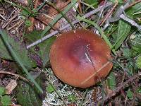 Pholiota velaglutinosa image