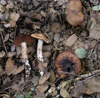 Cortinarius laniger image