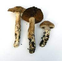 Cortinarius laniger image