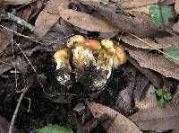 Suillus caerulescens image