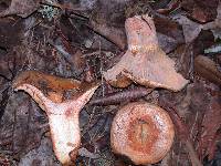 Lactarius rubrilacteus image