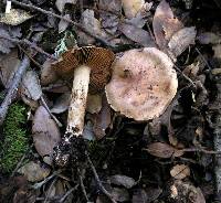 Cortinarius laniger image