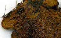 Paxillus involutus image