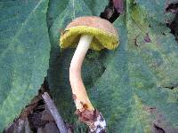 Aureoboletus auriporus image