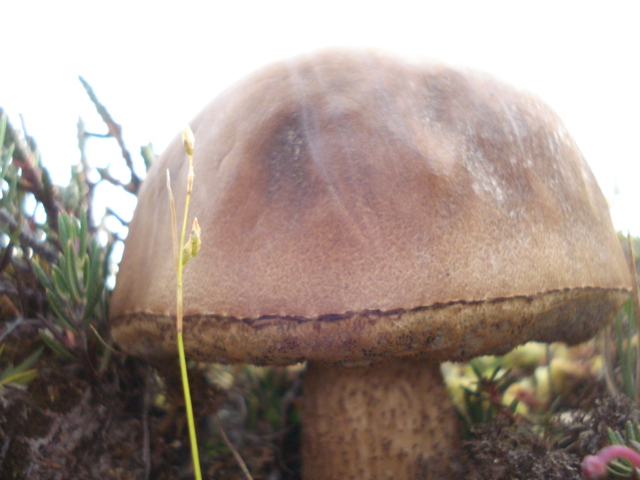 Leccinum niveum image