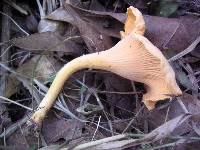 Cantharellus persicinus image