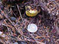 Gastroboletus turbinatus image