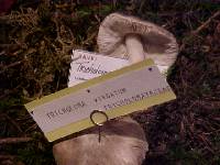 Tricholoma virgatum image