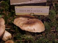 Tricholoma pessundatum image