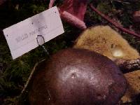 Suillus punctatipes image