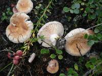 Image of Lactarius torminosulus