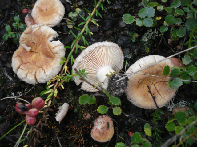 Lactarius torminosulus image