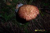 Suillus spraguei image