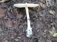 Amanita elliptosperma image