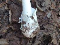 Amanita elliptosperma image