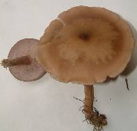 Clitocybe tarda image