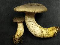 Retiboletus griseus image