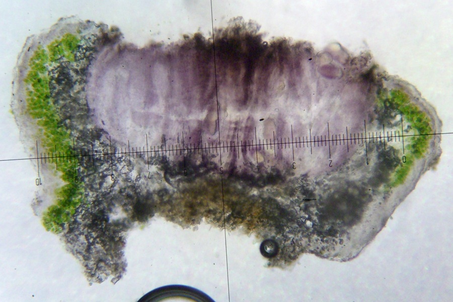 Pertusaria saximontana image