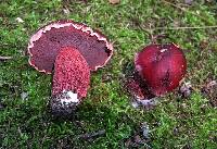 Boletus frostii image