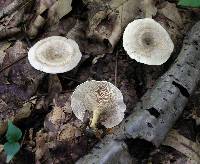 Rhodocybe popinalis image