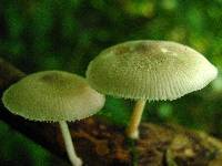 Pluteus longistriatus image