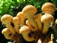 Pholiota squarrosoides image