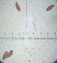Lepiota clypeolaria image