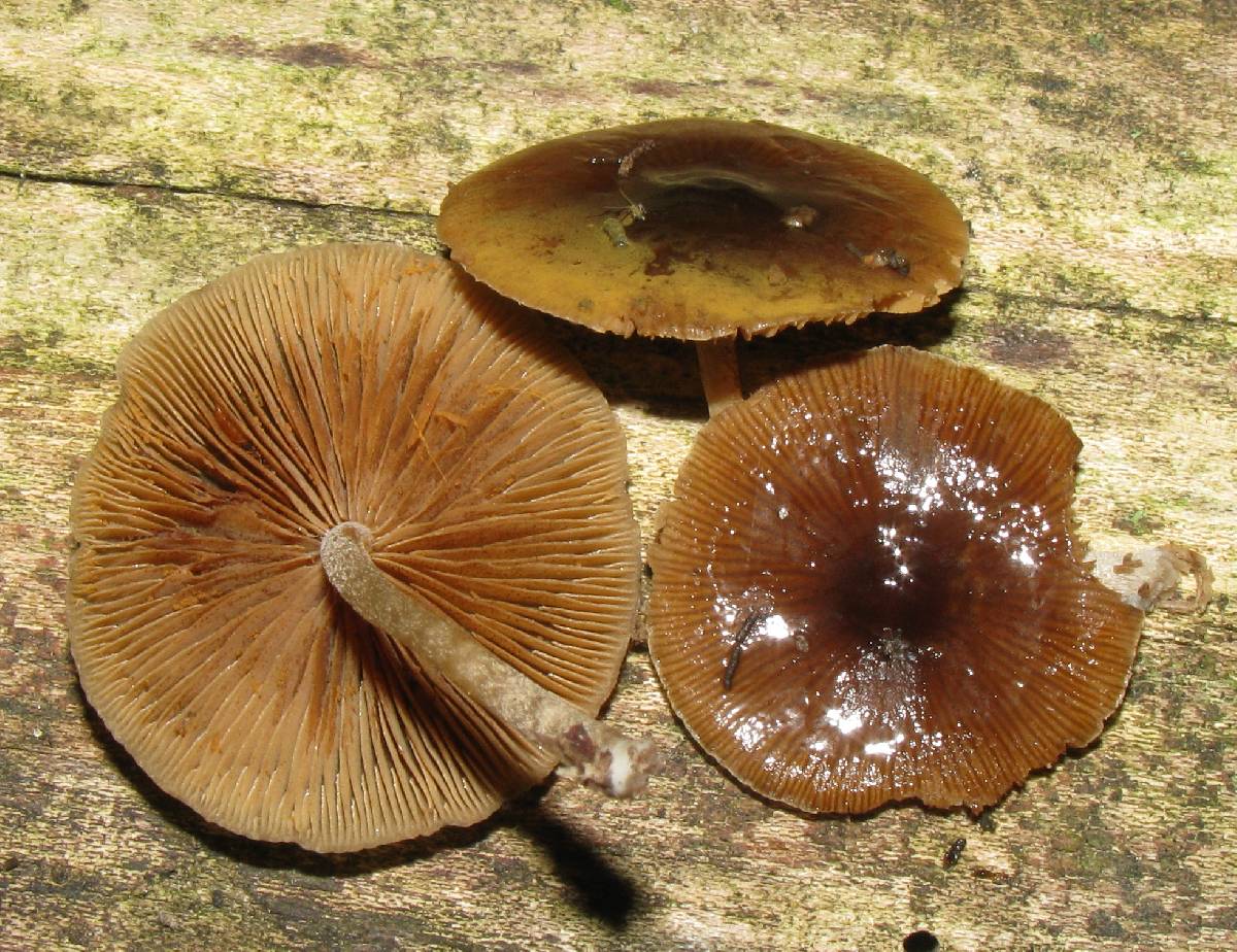 Bolbitius viscosus image