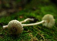 Lepiota cristata image