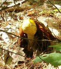 Amanita amerimuscaria image