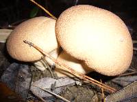 Calvatia boninensis image