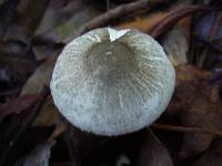 Lepiota fusciceps image