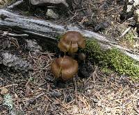 Cortinarius cinnamomeus image