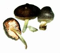 Pluteus americanus image