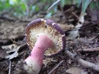 Russula mariae image