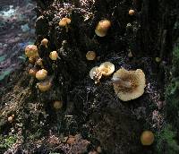 Gymnopilus sapineus image