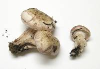 Hygrophorus purpurascens image
