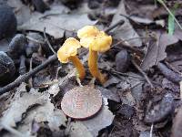 Cantharellus minor image