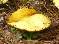 Suillus americanus image