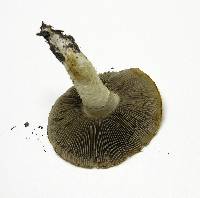 Stropharia kauffmanii image