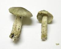 Tricholoma saponaceum image