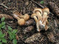 Tricholoma vaccinum image