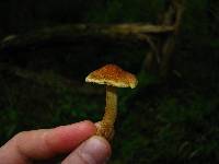 Inocybe rimosa image