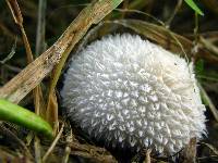 Lycoperdon curtisii image