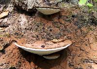 Ganoderma lobatum image