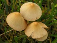 Conocybe apala image