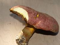 Suillus ochraceoroseus image